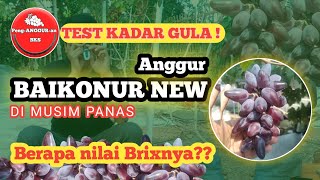 Test Brix Anggur Varian BAIKONUR NEW ‼️ Test Kadar Gula ANGGUR BAIKONUR NEW🍇