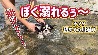 【チワワ生後6ヶ月】初めての川遊びで溺れる？パピヨン兄貴助けて〜