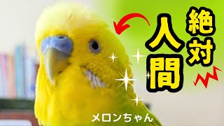 【絶対人間！】インコがクイズに答えたら･･･おしゃべりインコメロンちゃん