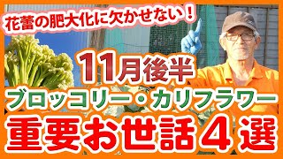 １１月後半のブロッコリー・カリフラワーのお世話のポイント４選！花蕾を大きく肥大化させるコツ【農園ライフ】