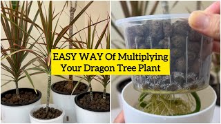 How to Grow and Propagate Dracaena? | Dragon Tree or Dracaena Marginata + 5 Mont