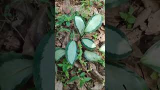 argentea calathea OR silver variegated calathea. വീണ്ടും വഴിയിൽ നിന്നൊരു ചെടി, വീട്ടിലേക്ക്..