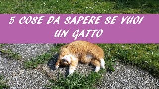 5 COSE SUI GATTI! da una gattara ai gattari