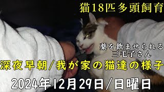 三毛子さん投薬の様子。深夜早朝我が家の猫達の様子。2024年12月29日日曜日撮影記録。