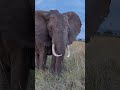 Serenity Safari: Mesmerizing 4K Wildlife Relaxation - Tranquil Melodies - Ultra HD Animal Kingdom