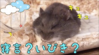 ハムスターの寝言・いびき🐹実際の鳴き声。