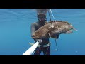 spearfishing goldblotch grouper 2.5 kg 16m