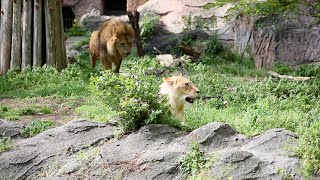 【東山動植物園公式】ルナの愛情表現（2023.4.12撮影）《 ライオン 》