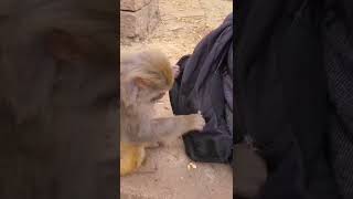 #Very funny monkey🐒 Short video #shorts | Dear Animal #monkey #animals #thedodo  #saveanimal #shorts