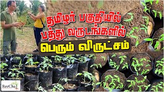 Cinnamon Tree Plantation Tour | வடமாகாணத்தில் நடக்காது என்ற கருத்தை உடைத்த கறுவா செய்கை| Karuva Tree