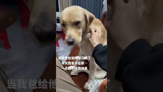 狗狗实在太聪明了