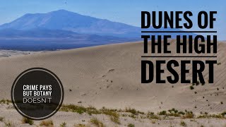 Dune Plants of the High Desert