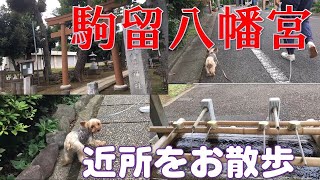 【わんことお出かけ】駒留八幡神社までお散歩