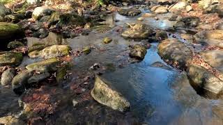 Biking KinKora Trail Burlington County, NJ (Water streams, Forest)