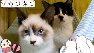 お寺で保護したタヌキ顔のシャム猫ポン吉は猫見知り