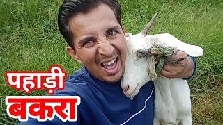 पहाड़ी बकरा  // #Arjun Tomar पहाडी#Bakra #pahadi