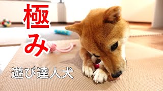 【遊び道一段】雨の日でも遊びの道を極めたい柴犬！