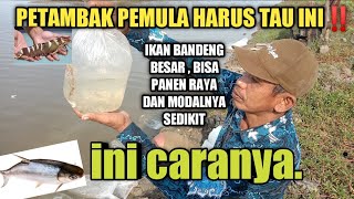 cara pengisian bibit ikan bandeng di tambak sukses tanpa pakan pabrikan