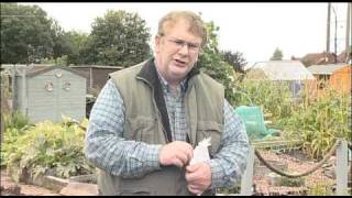 Why & How To Grow Green Manure