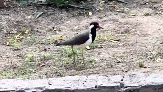 टिहरी । टीटूड़ी । मरुस्थल का पक्षी,  Desert Bird #desert #rajasthan #india #deserteagle #birds