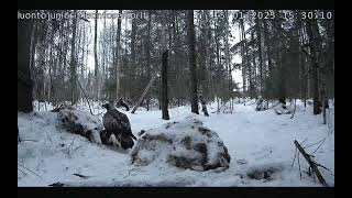 Luontolive/ Finland °January 15th 🦅 And another fourth visit ☺️