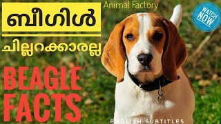 Unknown Facts about Beagle | Malayalam | Animal Factory