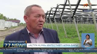 «ALTYN ALMA» ИНТЕНСТИВТІ АЛМА БАҒЫ