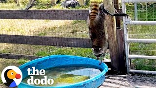 Raccoon Sneaks Into This Pig's Pool | The Dodo