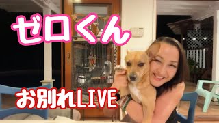 ハワイ【ゼロくんお別れ会】#ハワイ #hawaii #ハワイ生活 #犬のいる生活