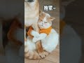 friendship goals shorts animal holic dog and cat video dog video cat videos cute friend