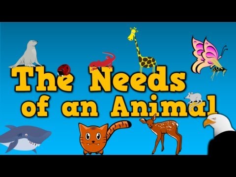 What are the needs of animals?