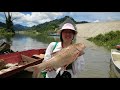 ikan empurau freshwater fish of borneo the most expensive in the world