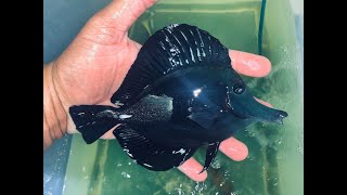 “AMAZING TAHITIAN” 6.5” Black Tang!