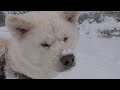 【秋田犬ゆうき】雪のお散歩♪を撮影しようとしたが寒過ぎて飼い主より先に家に入ってしまう【akita dog】