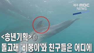 [제주MBC뉴스] (송년기획)④돌고래 '비봉이'와 친구들은 어디에  / 2022년 12월 29일