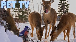 Three Deer, Birds, and a Squirrel in a Snowy Meadow | TV for Dogs and Cats