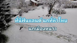 นกเมืองหนาวออกหาอาหารกิน ที่นี่ฟินแลนด์ในช่วงฤดูหนาว#หิมะ#ฟินแลนด์ #นกแปลก#นก