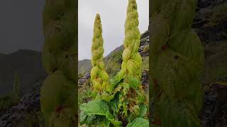 国外的朋友们有没有见过我们中国最神奇的植物塔黄 Have foreign friends seen the most magical plant in China, Ta Huang