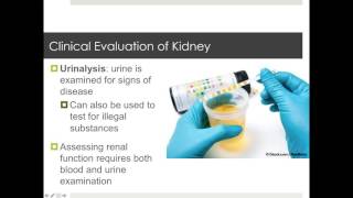 Chapter 26 Urinary System Part 2 Slides 26-52