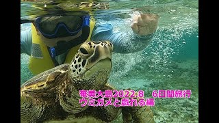 奄美大島2022.8　6日間旅行　奄美の亀仙人マサ兄とウミガメと泳ぎまくる編