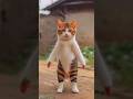 Cat dance #shorts #youtubeshorts #viralvideo