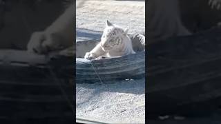 【東武動物公園】生後2ヶ月!ホワイトタイガーの赤ちゃん♪