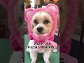 【トリミングサロン】可愛い❤️パピヨン✖️マルチ ズmix【ビフォーアフター】 トイプードル dog grooming japan 大変身 犬 love dog siba いぬ