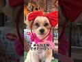 【トリミングサロン】可愛い❤️パピヨン✖️マルチ ズmix【ビフォーアフター】 トイプードル dog grooming japan 大変身 犬 love dog siba いぬ