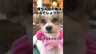 【トリミングサロン】可愛い❤️パピヨン✖️マルチ-ズMIX【ビフォーアフター】  #トイプードル # dog grooming JAPAN#大変身#犬#love#dog  #SIBA #いぬ