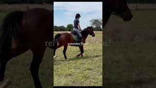 1 lesson difference 💖👏🐴🥰💪 #subscribe #horse #glowup #progression #blowup  #equestrain