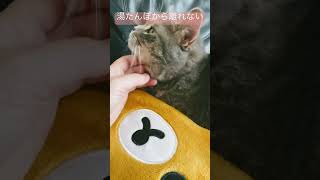 人生初の湯たんぽにどハマりする猫