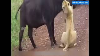 Cuộc chiến đỉnh cao