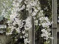 豊田市稲武町　瑞龍寺の美しいしだれ桜