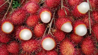 Juicy Red RAMBUTANS! The best rambutan ever tasted